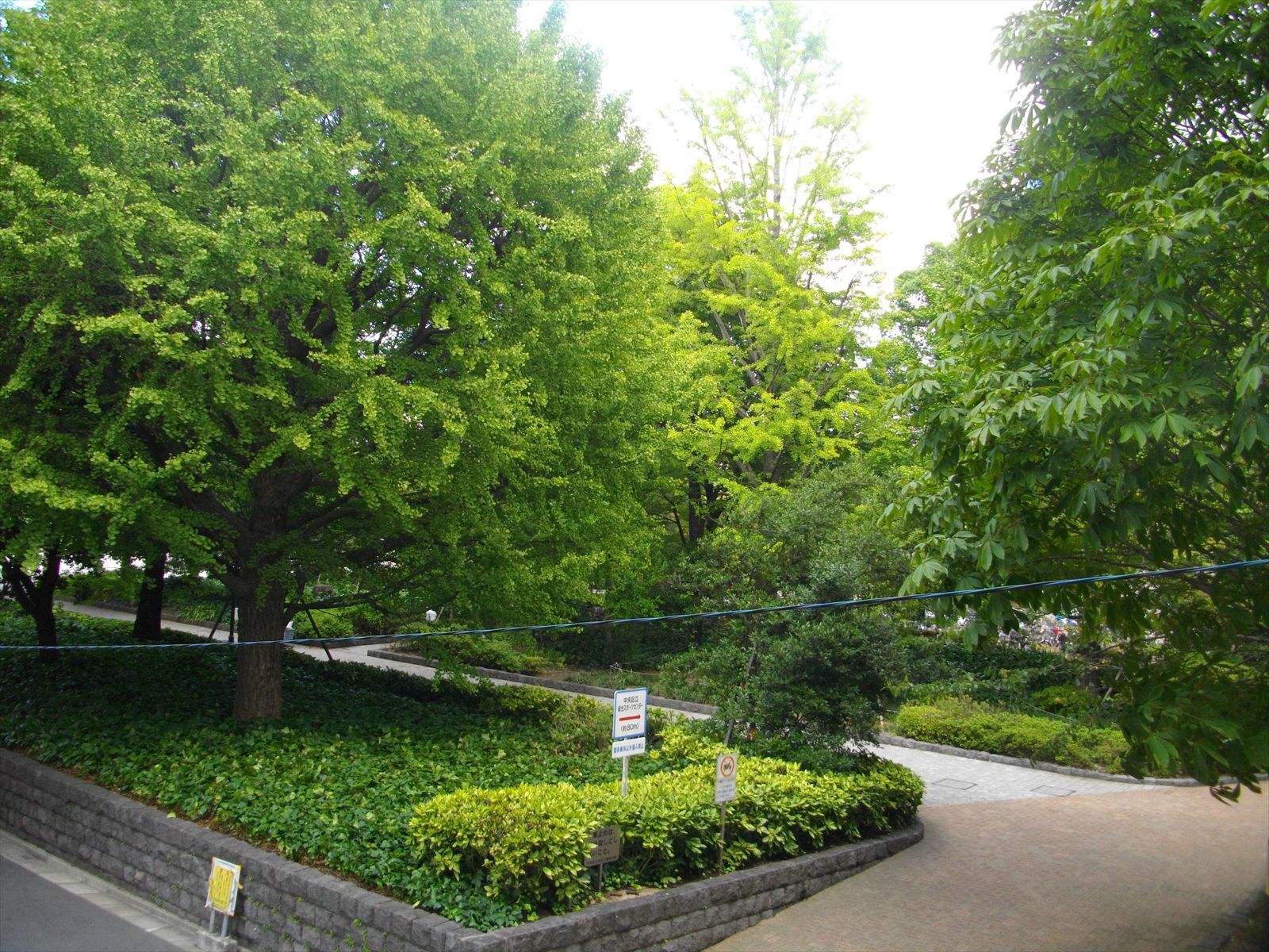 緑の多い景観