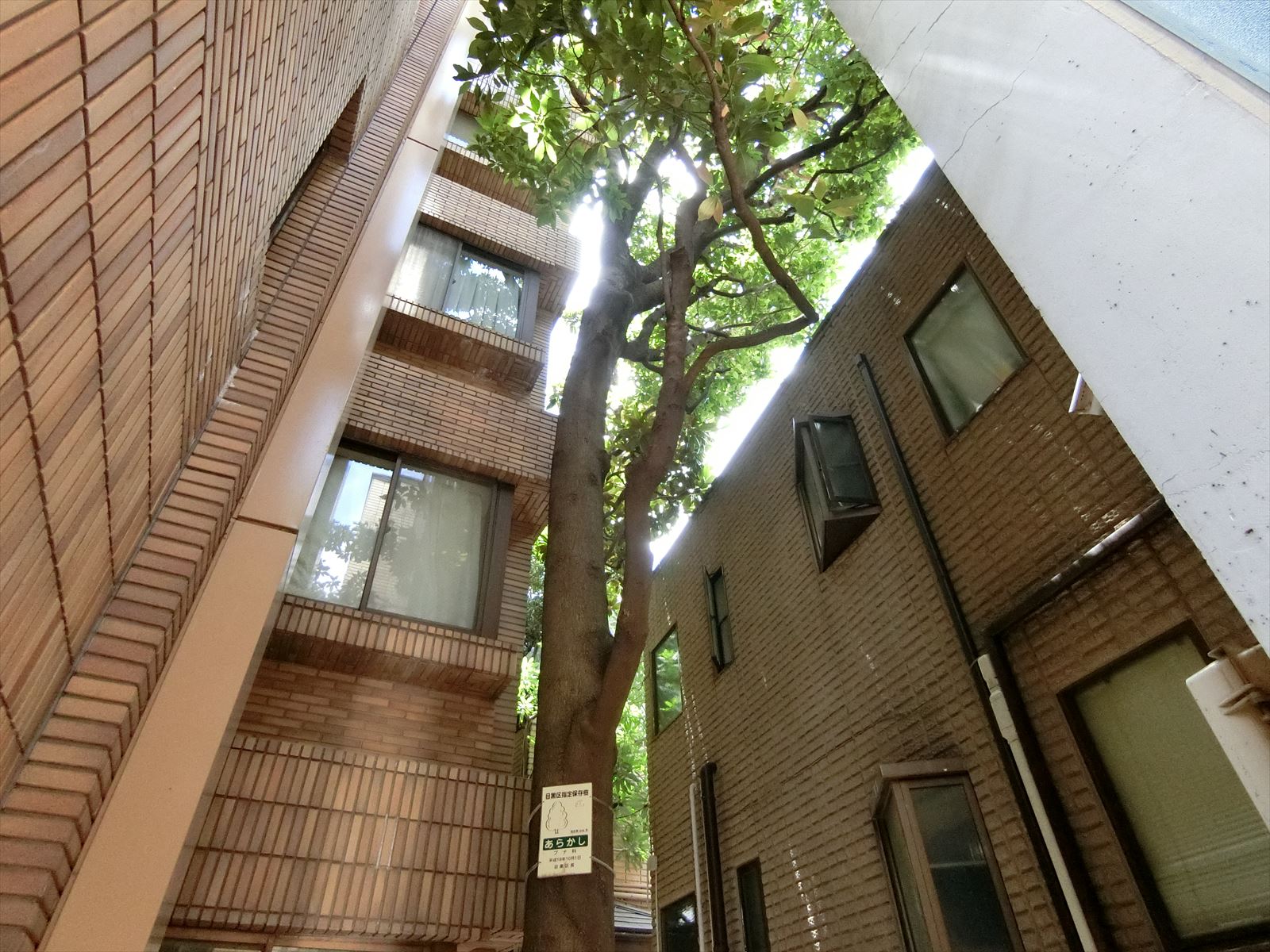 中庭