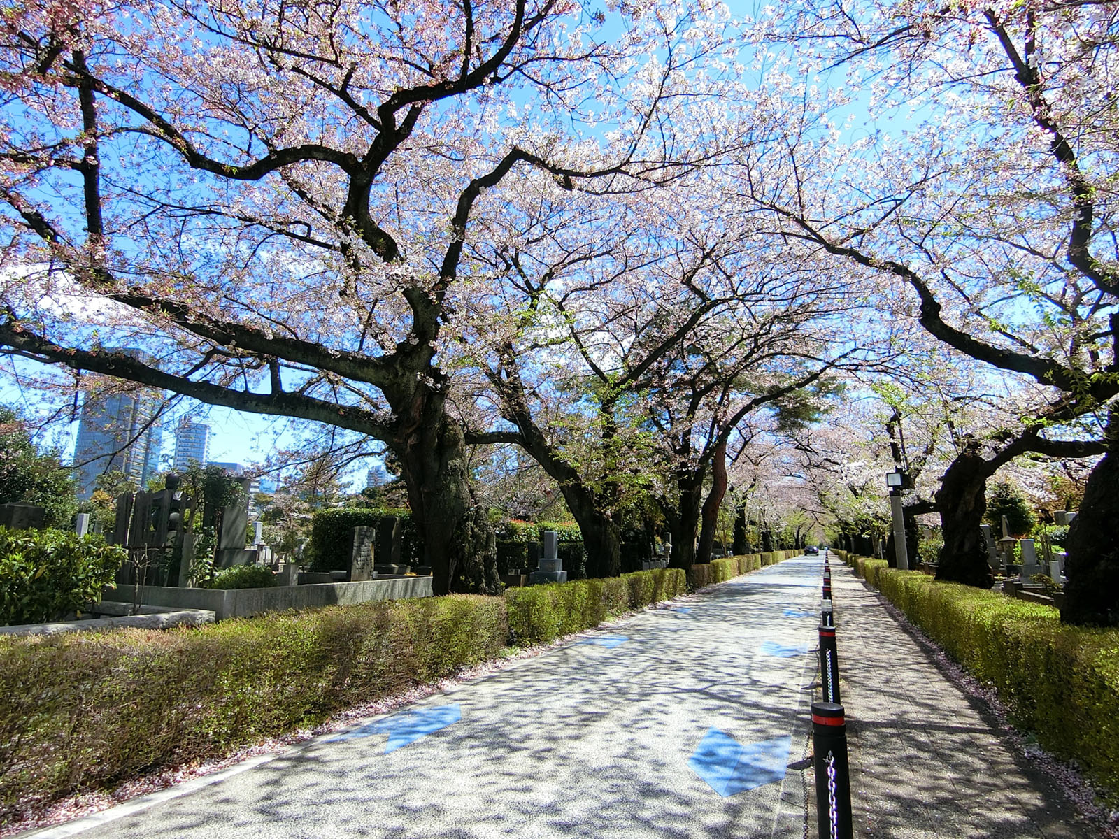 近くの青山墓地