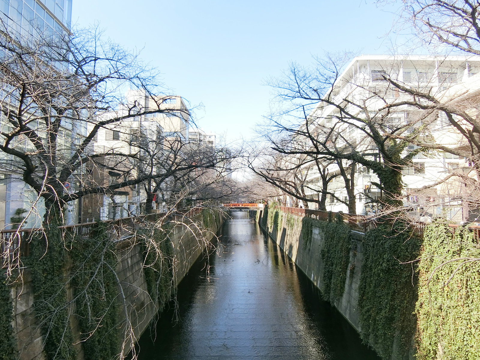 近くの目黒川
