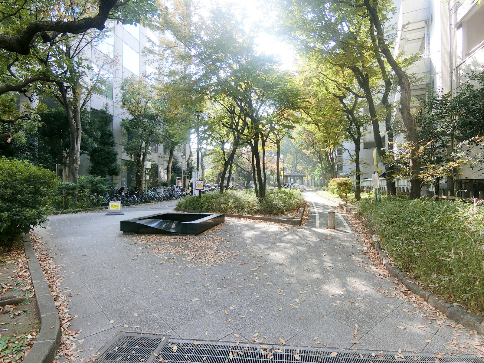 近くの玉川上水緑道
