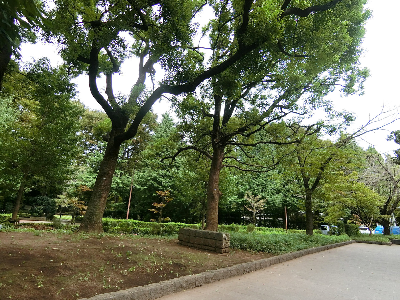 向かいの自然教育園