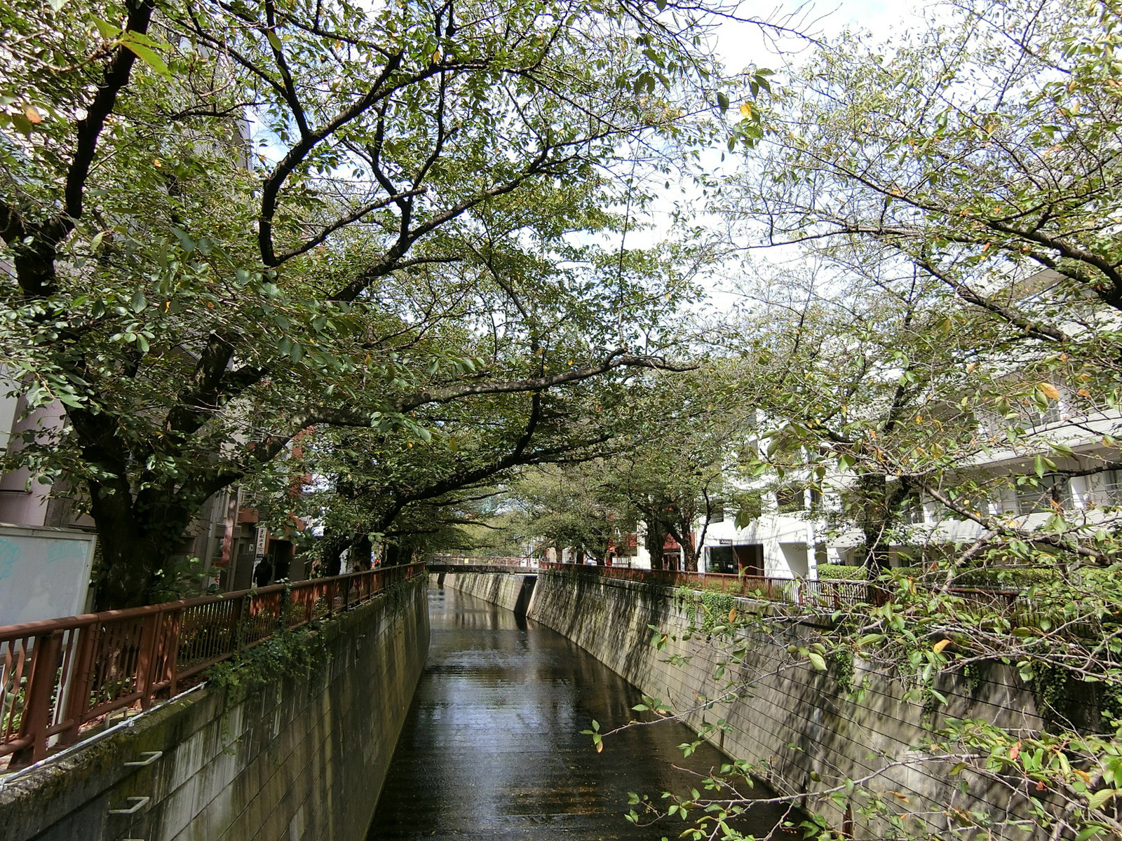 付近の目黒川