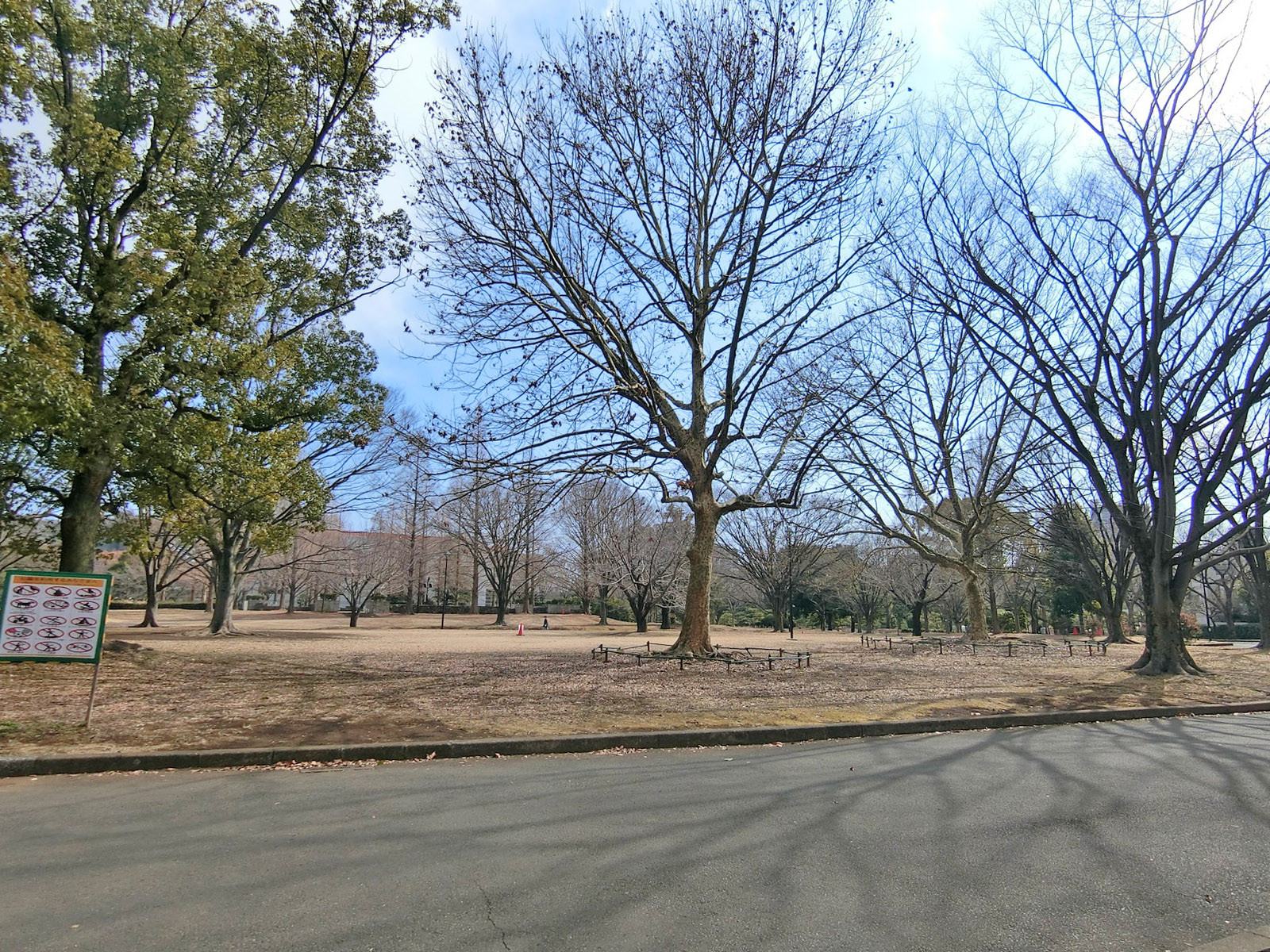 ビル裏の亀戸中央公園