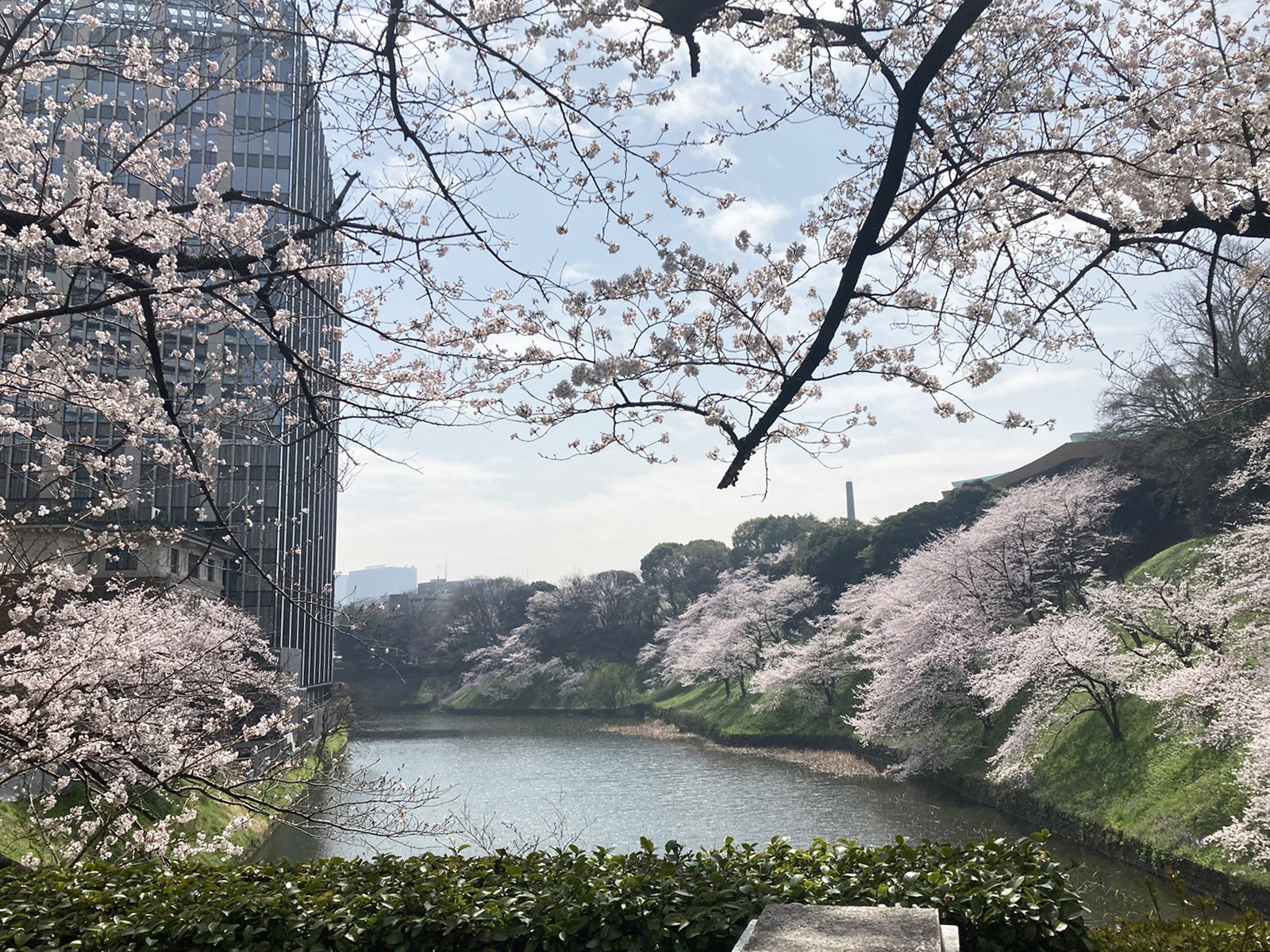 近くの北の丸公園