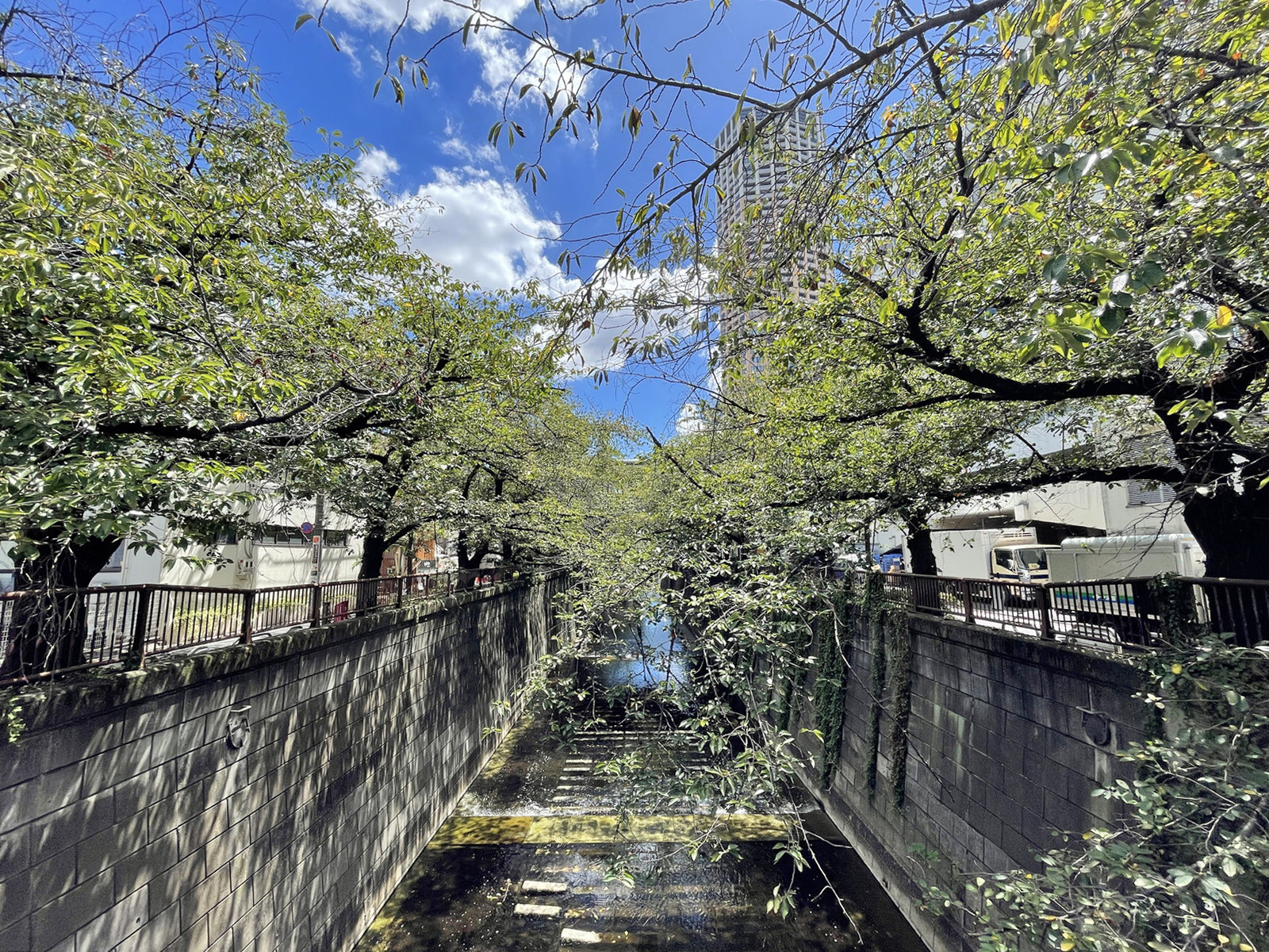 付近の目黒川