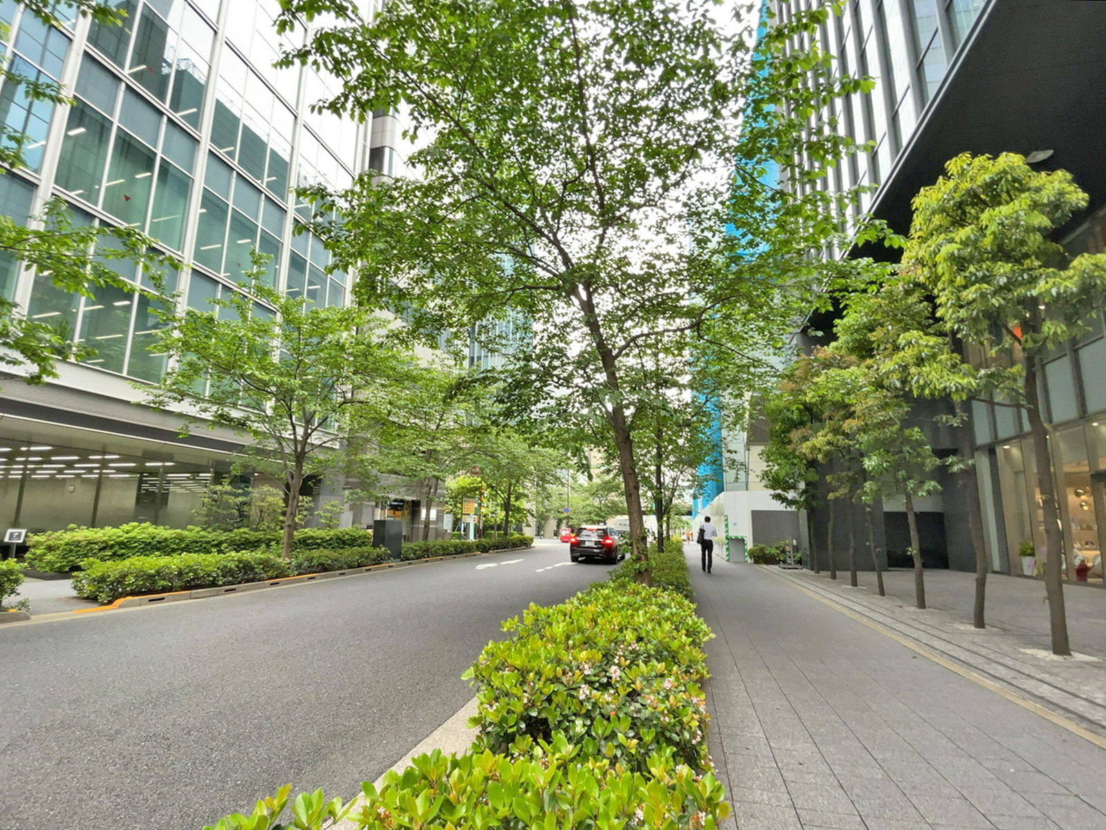 日本橋本町東ビル前面の江戸桜通り