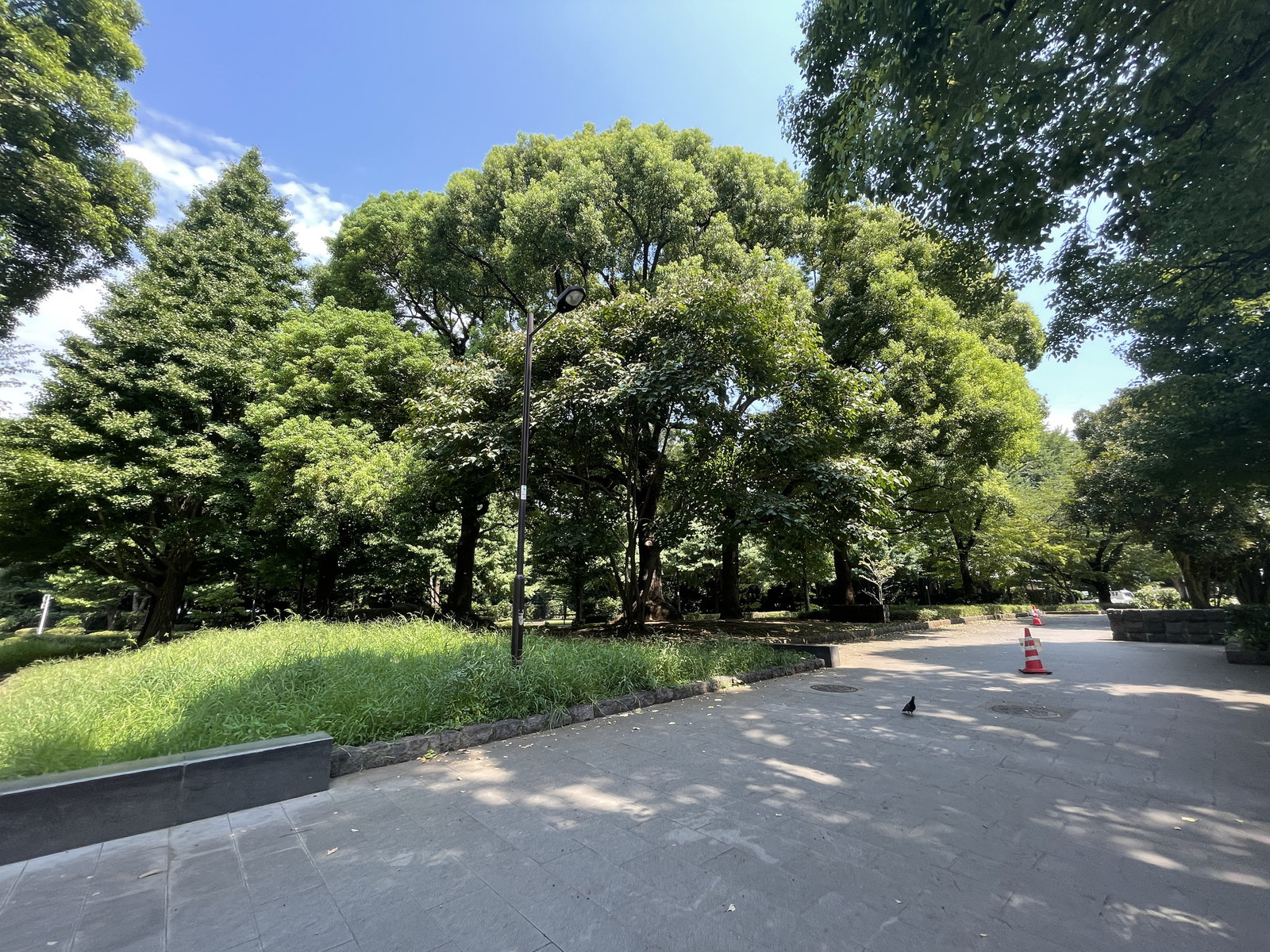 向かいの自然教育園