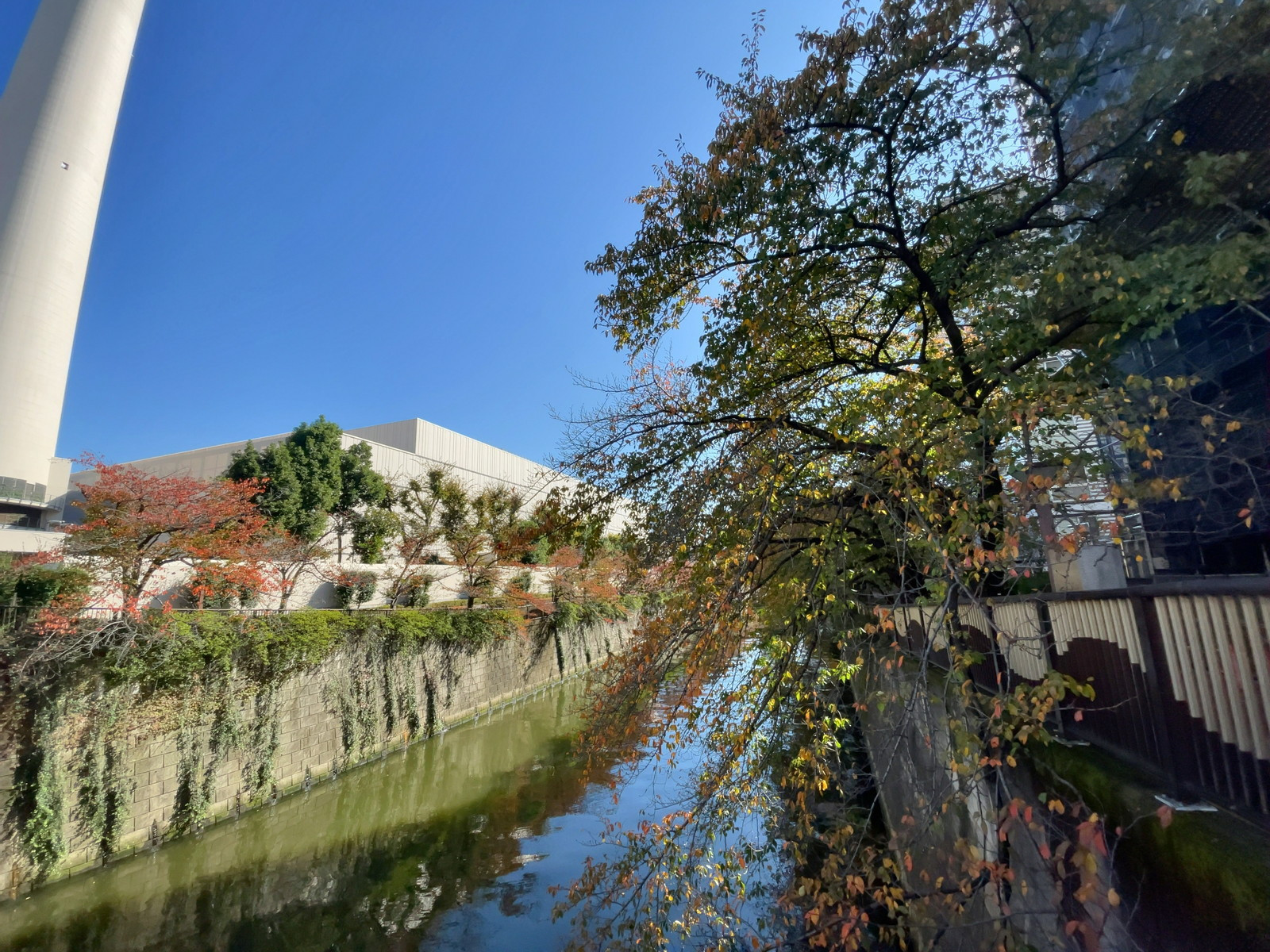 近くの目黒川