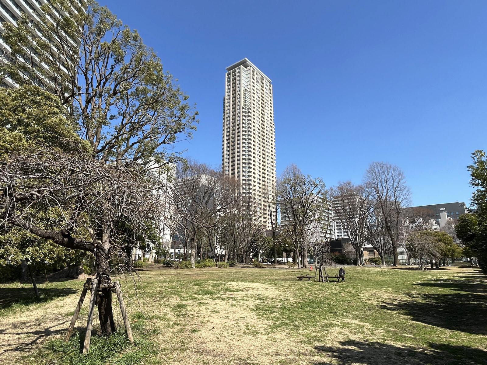 至近の青山公園芝生広場