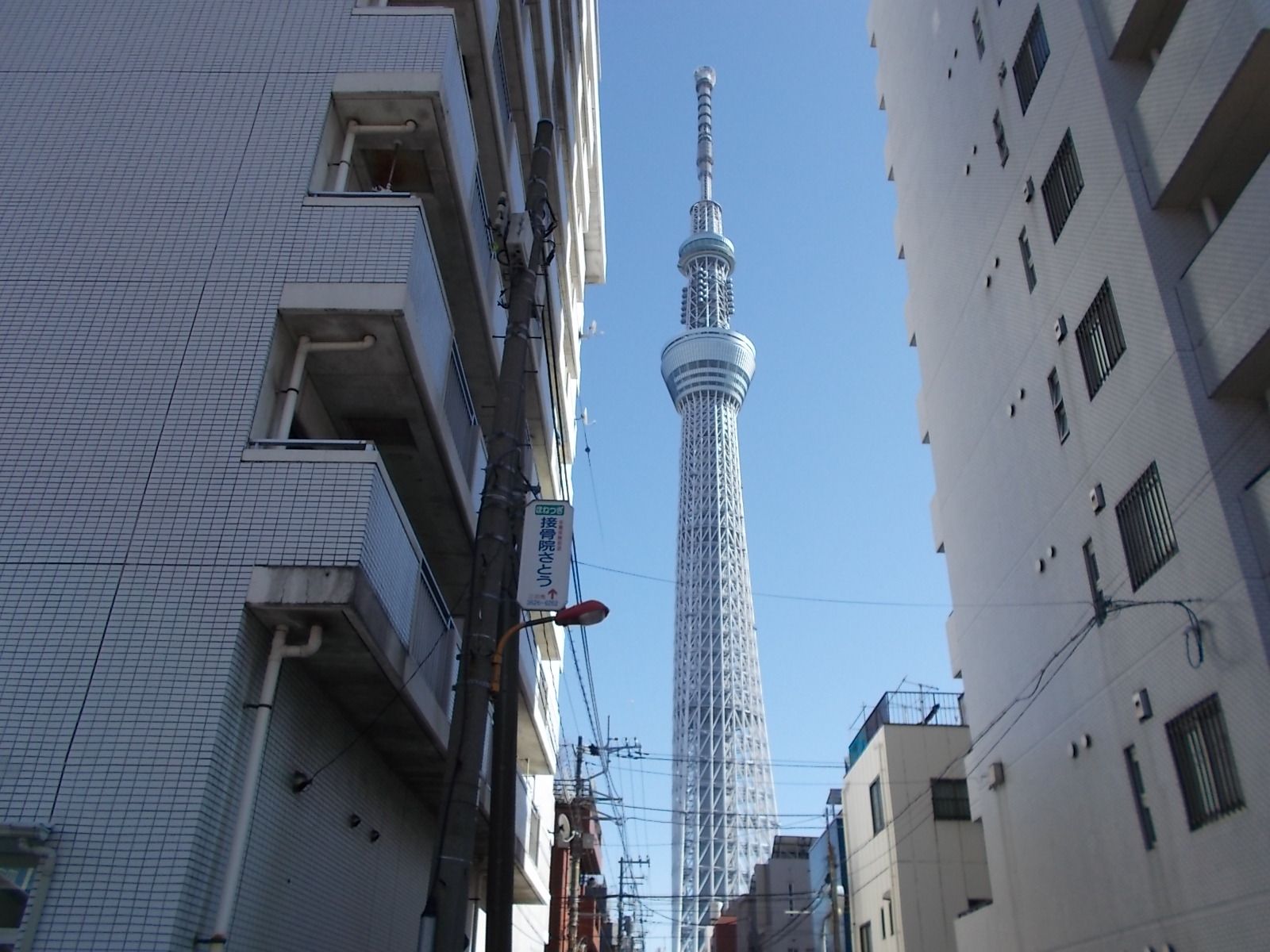スカイツリーを望む