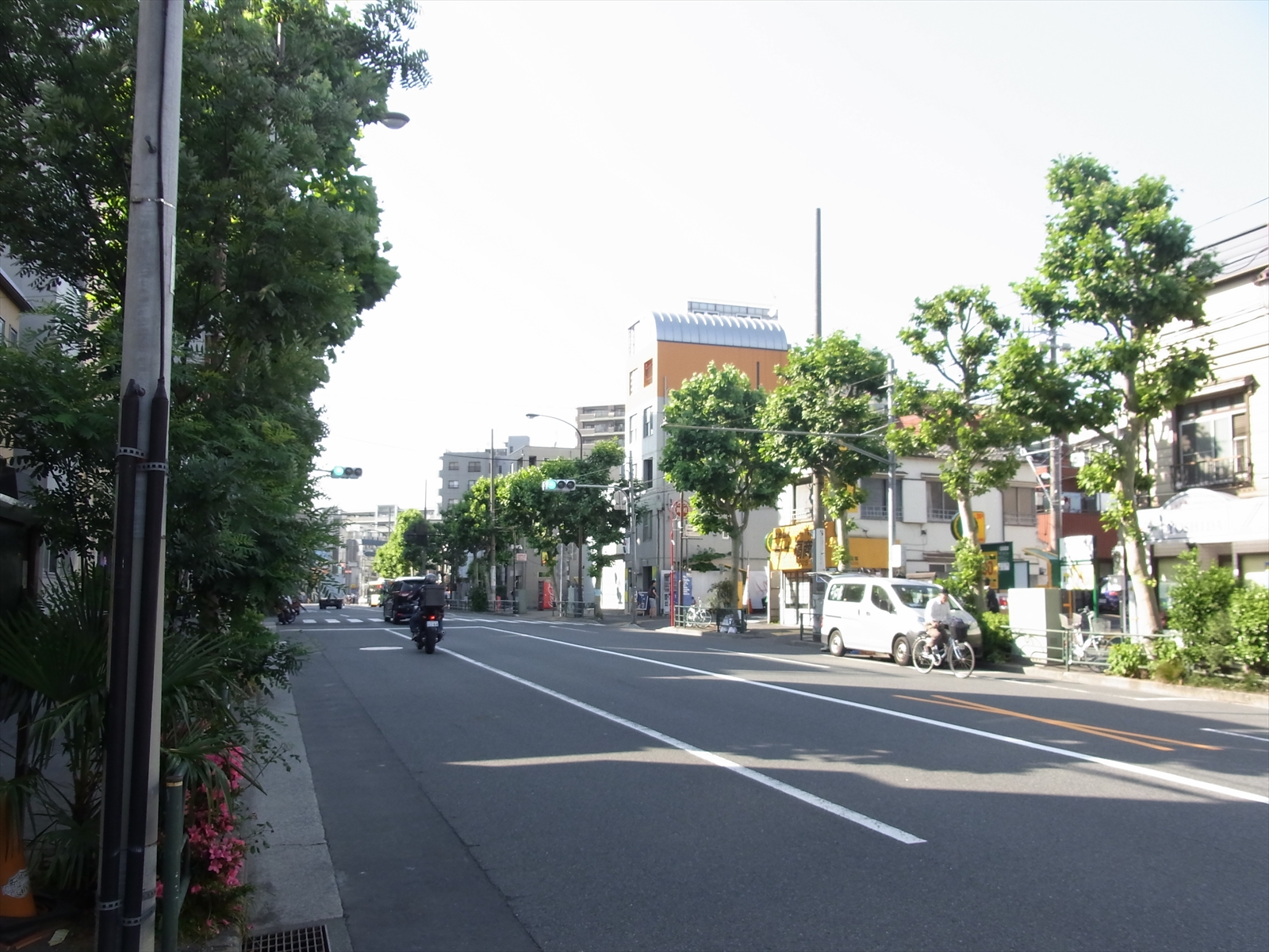 街路樹の緑が目に鮮やか