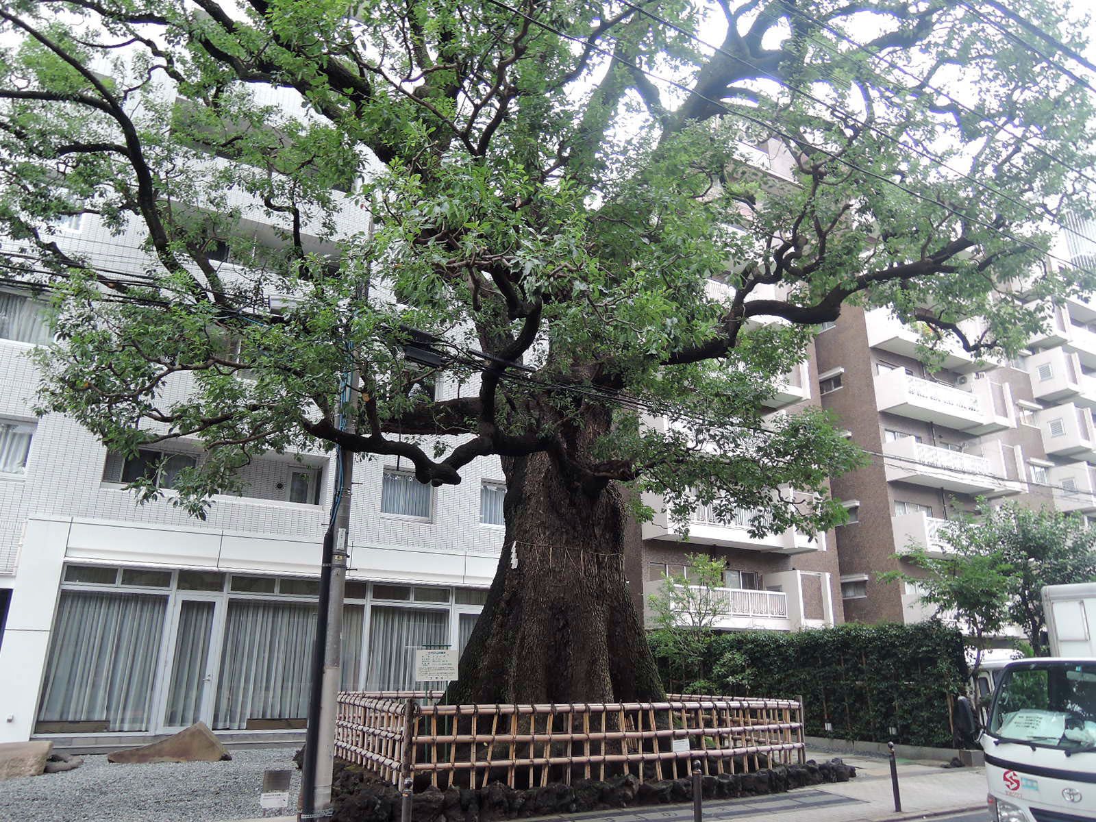 エントランス向かいの大木