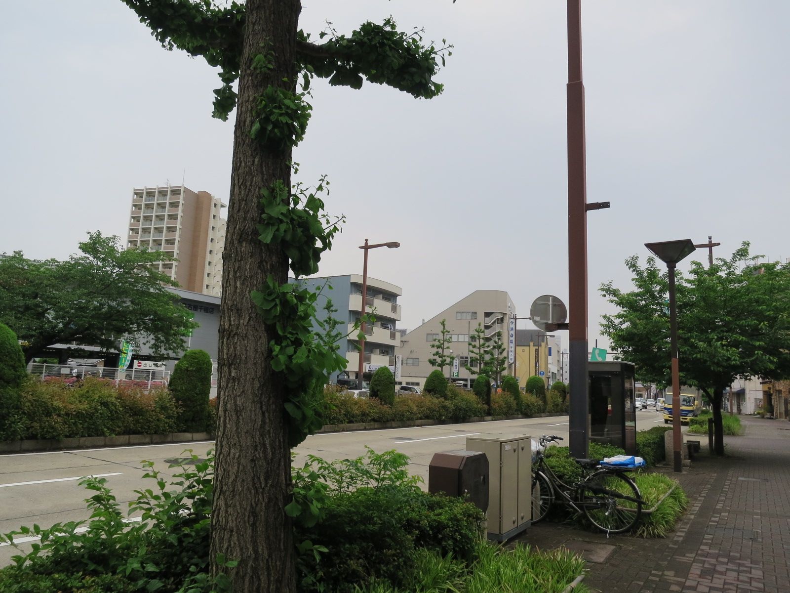 オフィス前面の桜通