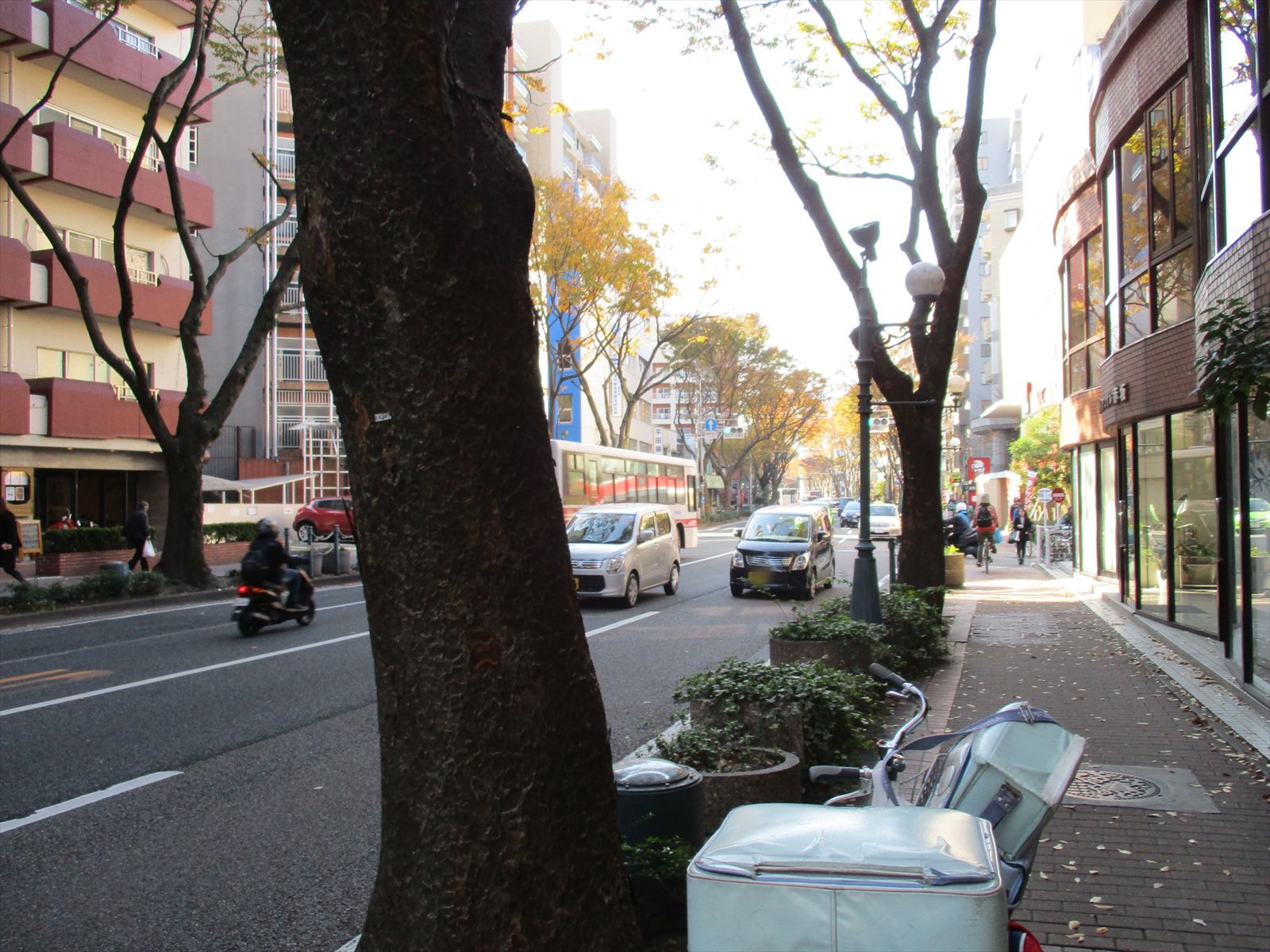 オフィスビル前面のけやき通り