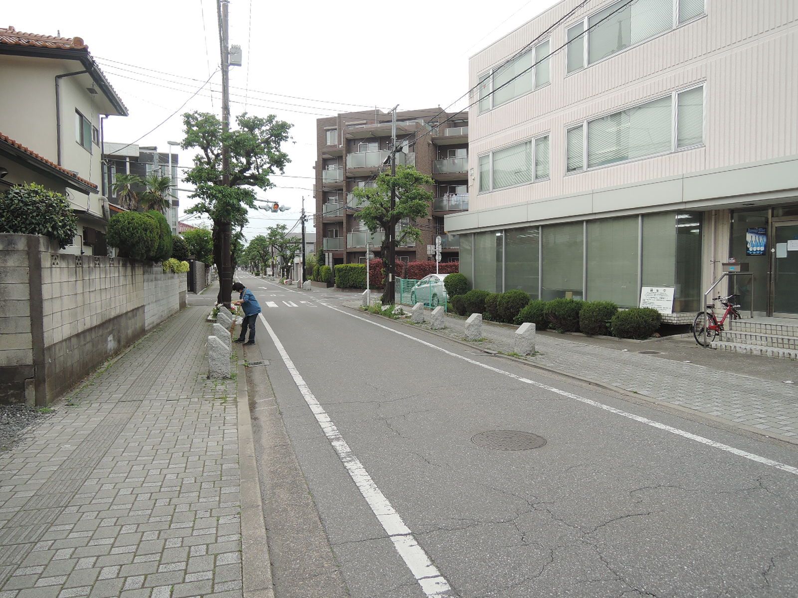 國藤ビル前面のさくら並木通り