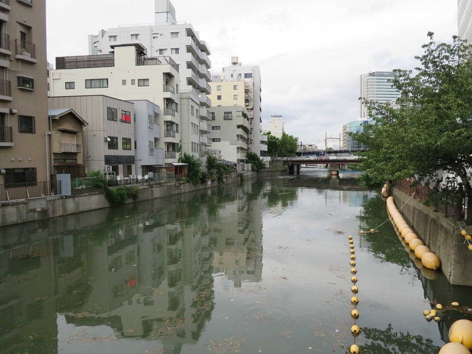 向かいの大岡川