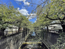 付近の目黒川