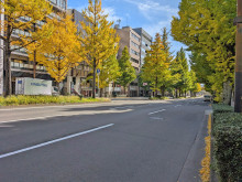 仙台いちょう坂ハルヤ